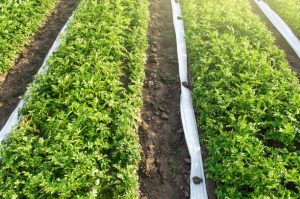 Plantation with trap cropping method