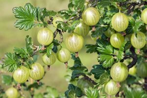 Gooseberry fruits ready for harvest