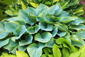 Lush green foliage of decorative plant Hosta (Funkia) with water drops on leaves after rain.