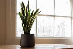 Snake houseplant on a windowsill