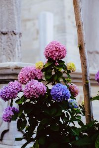 How to change the colour of your hydrangeas
