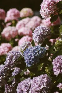 How to change the colour of your hydrangeas
