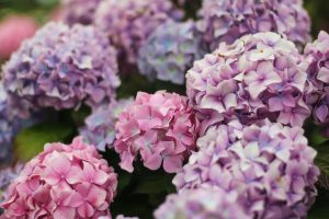 How to change the colour of your hydrangeas