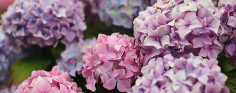 How to change the colour of your hydrangeas