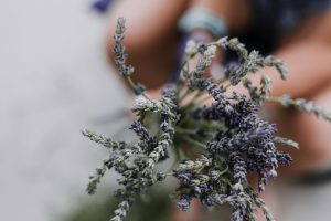 How to prune lavender throughout the year