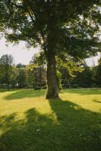 Reasons why your lawn is turning brown