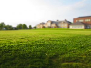 Reasons why your lawn is turning brown