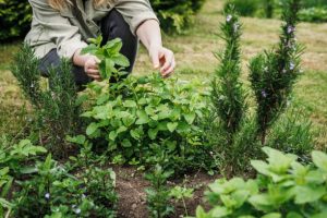 Woman picking mint leaves from organic herb garden.