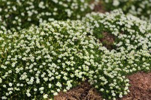 Irish moss, or Sagina subulata flowers in a garden