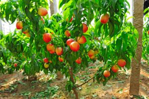 Ripe peaches hanging in a tree