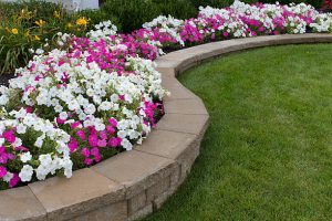Pink and White petunias on the flower bed