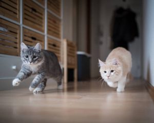 two kittens playing indoors running through corridor