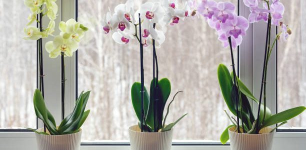 Orchids on windowsill with live potted flowering plants