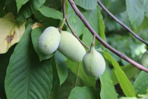 Pawpaws ripening on Tree in Forest