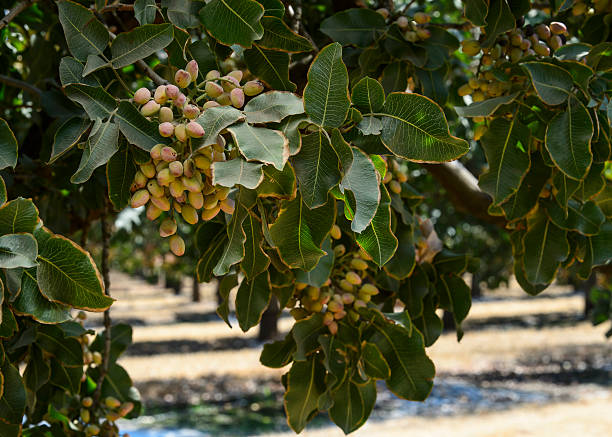 Close-up of ripening pistachio (Pistacia vera) nuts on tree.