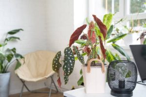 Home potted plant begonia maculata polka dot leaves decorative deciduous in interior on table of house.