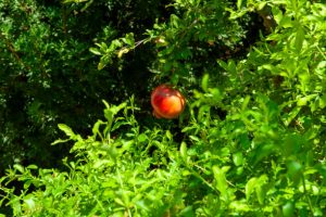 Pomegranate trees