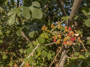 Unripe Raspberries growing on a tree