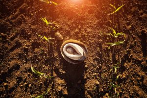 Rows of small seedlings grow in the newly cultivated soil