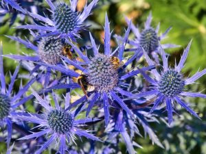 Closeup of bees on bright purple sea holly -