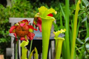 Close up of red flower of a carnivorous yellow pitcher plant,