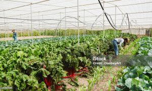 People working on trap cropping plants(to protect their veggie garden)inside a greenhouse