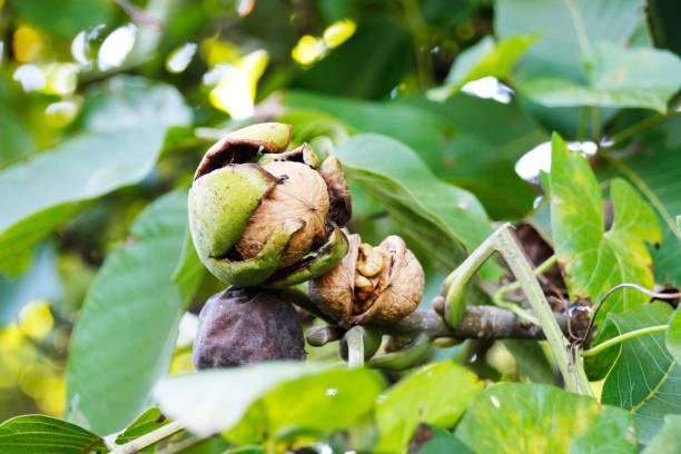 Ripe Walnut seeds hanging on a tree and ready for harvest