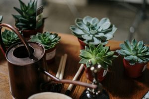 How often should you water succulents?