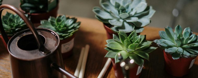 How often should you water succulents?