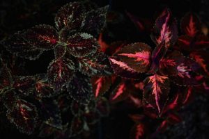 Darker leave Coleus plants