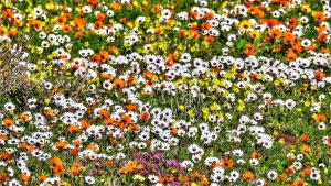 namaqualand