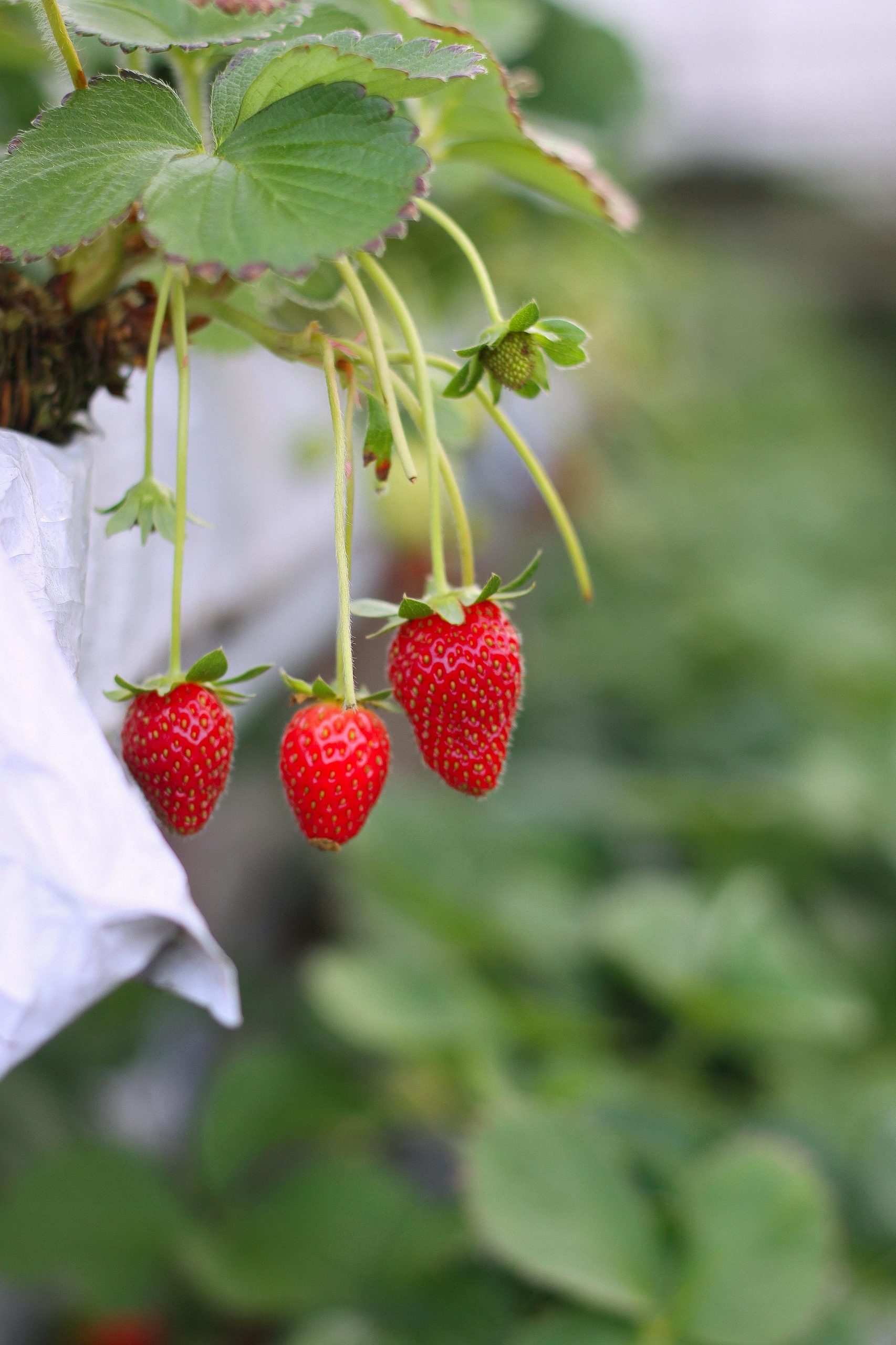 growing strawberries