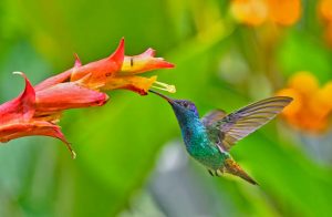 Hummingbird is seen about to extract nectar from a yellow and red flower.
