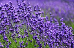 lavender
