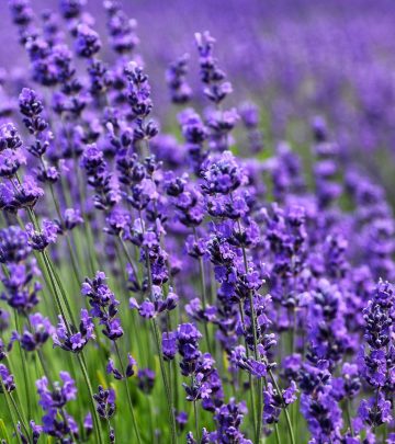 lavender