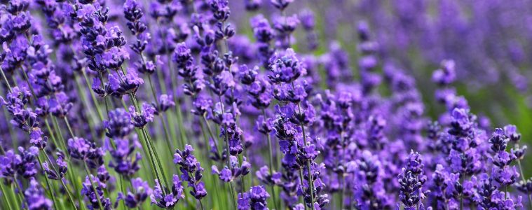 lavender