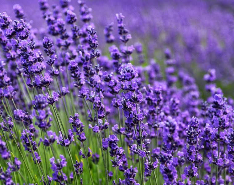 lavender