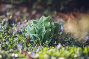 Growing Hosta Plants on the ground