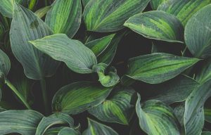 Luscious green Hostas plant