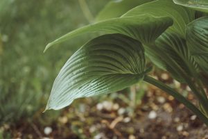 Hosta Plant leaves sprouting