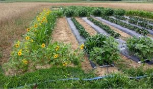 Trap cropping sunflowers, protecting vegetable plants