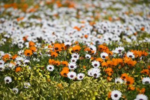 Get ready for the 2024 wildflower season