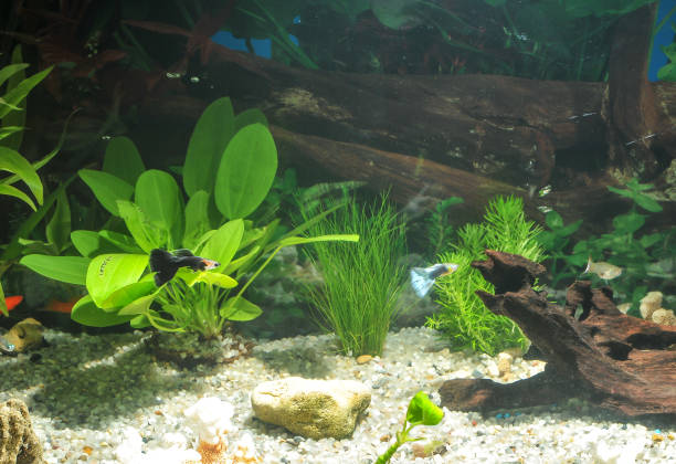 Aquatic fish tanks with with green Anubias plants