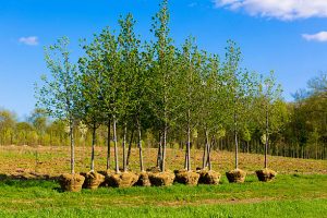planting leaf trees in spring during arbour week