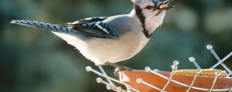 Offering kitchen scraps to garden birds is not only a great way to minimise waste but also to save on bird food costs.
