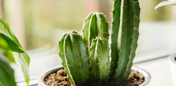 Cactus in white pot on the windowsill. Houseplants care concept.
