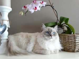 Are cats toxic to orchids?