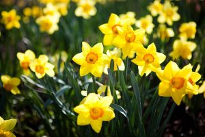 Daffodils