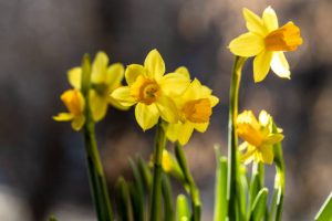 Beautiful Spring banner with fresh yellow daffodil flowers growing