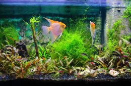 Front view of tropical fresh water of a fish tank with lush foliage plants.